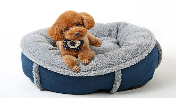 激光切割宠物用品，让您的爱宠与众不同